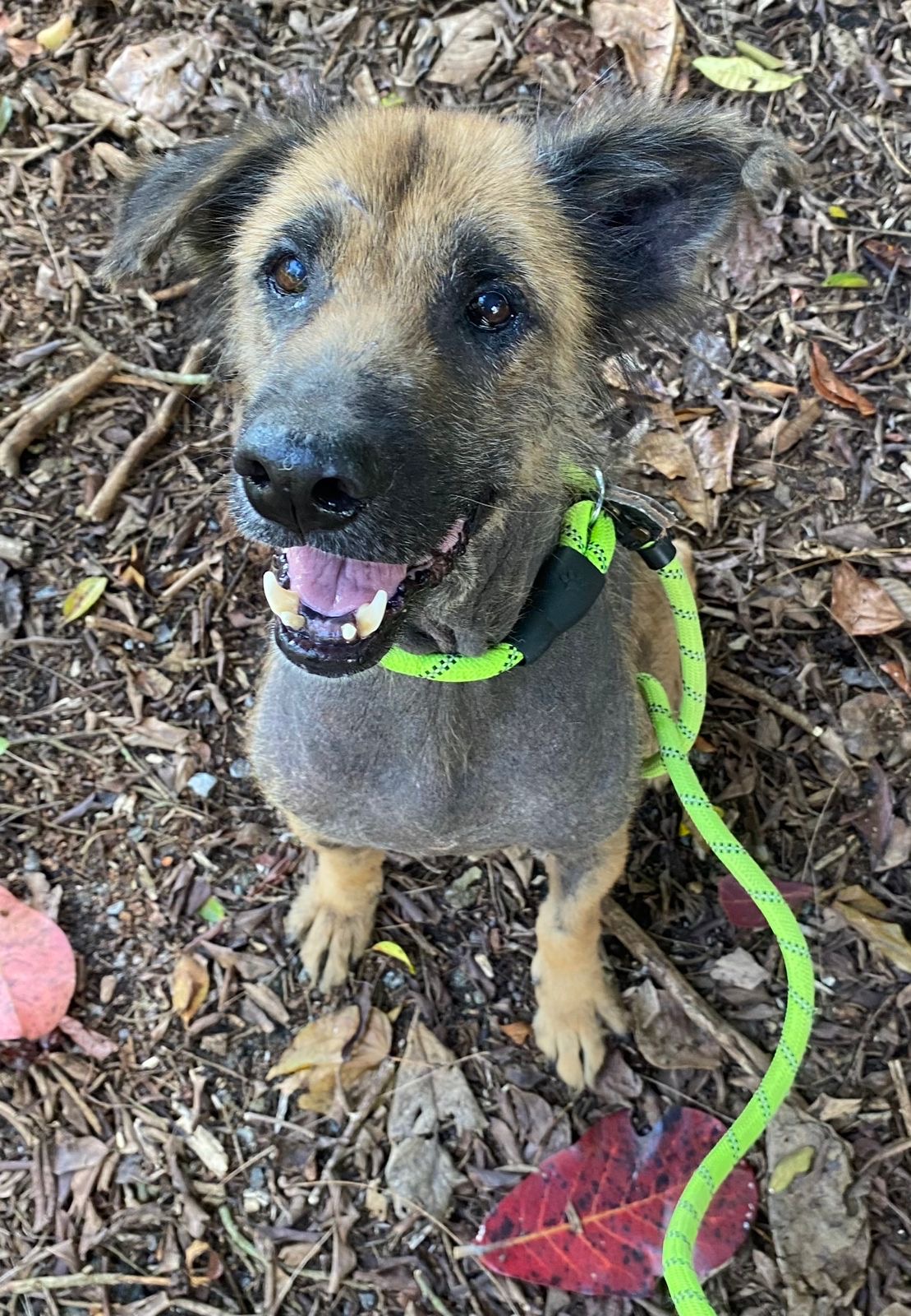 Grandma, a rescue dog at Paws of Freedom Foundation