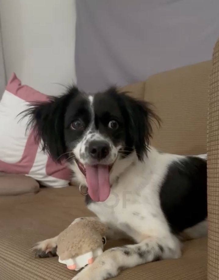 Lucy, a rescue dog at Paws of Freedom Foundation