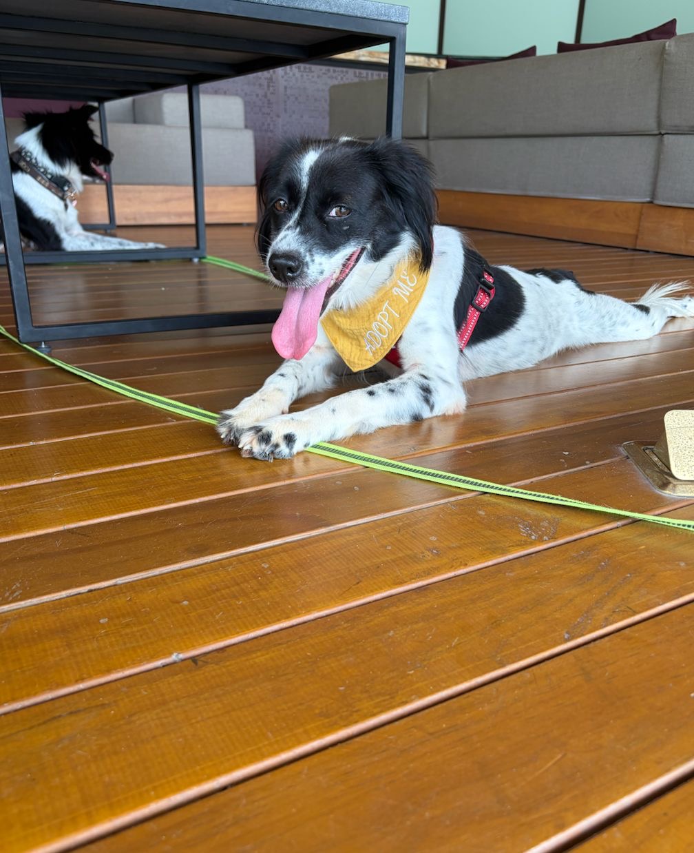 Lucy, a rescue dog at Paws of Freedom Foundation