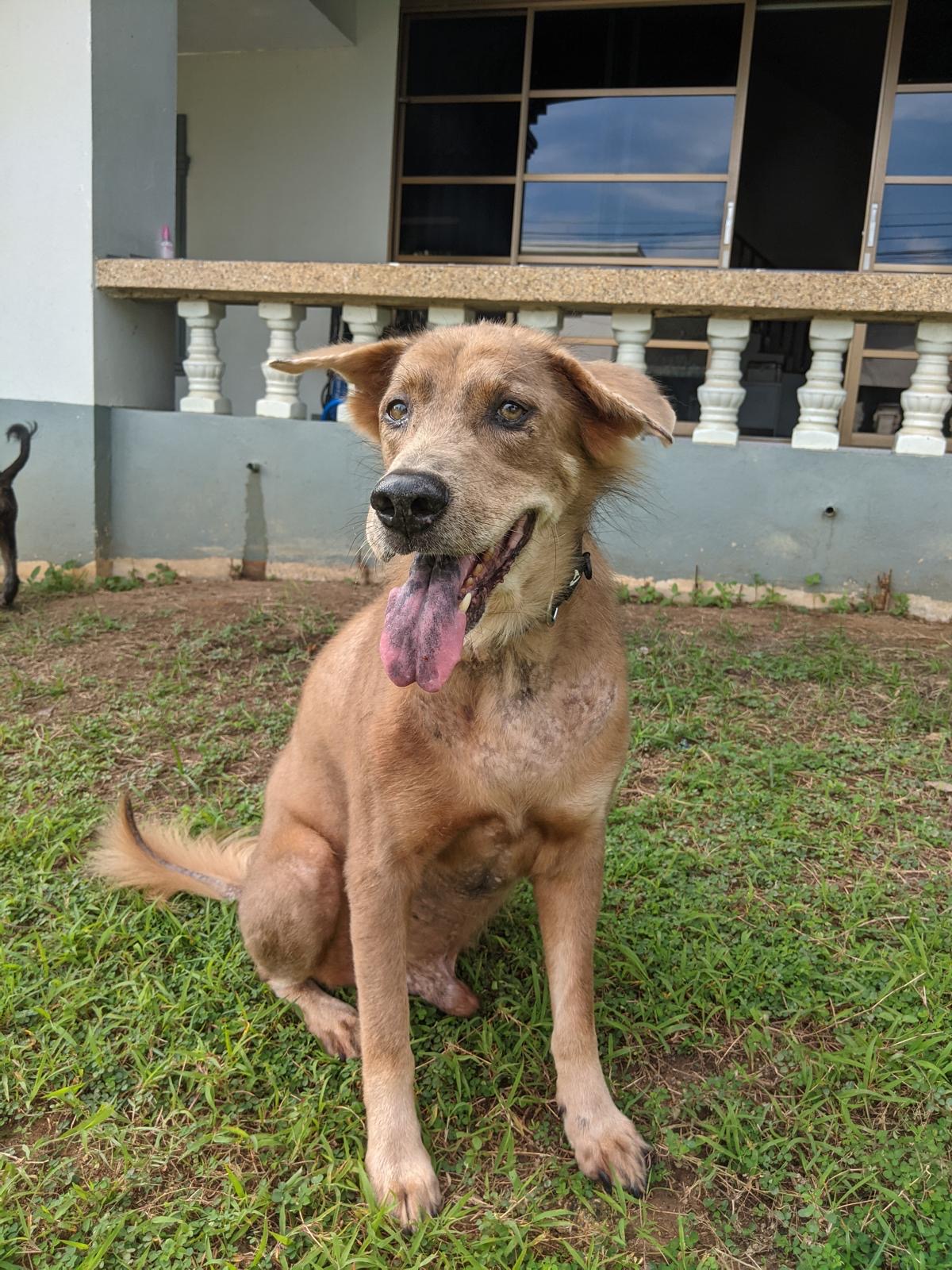 Marvin, a rescue dog at Paws of Freedom Foundation