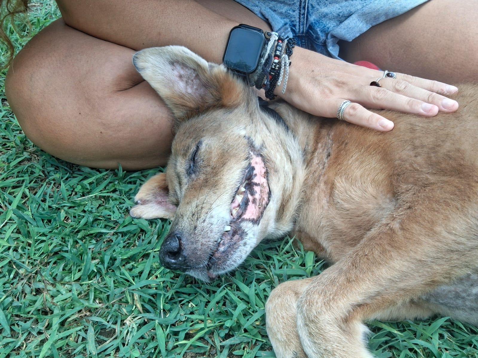 Marvin, a rescue dog at Paws of Freedom Foundation