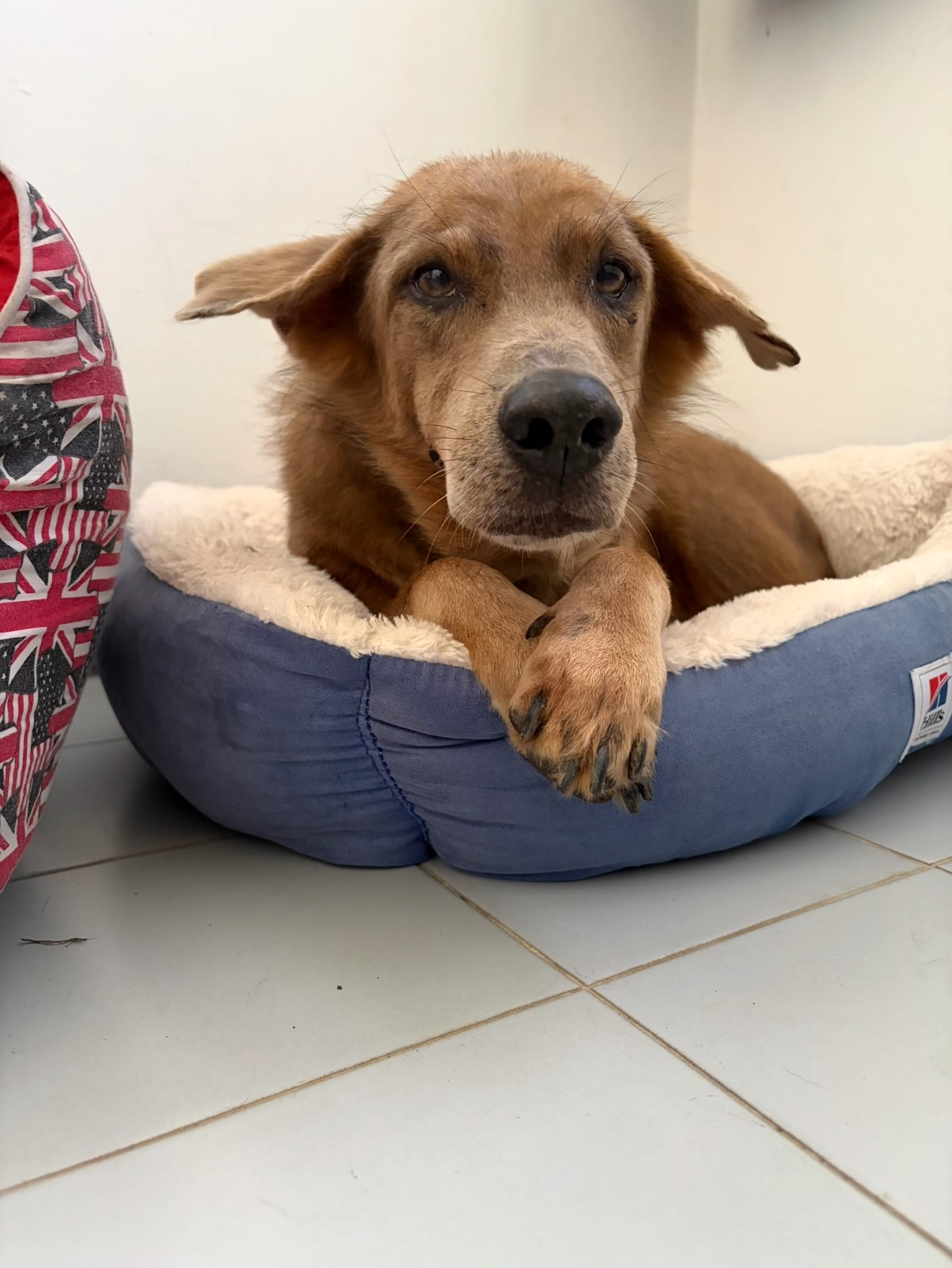 Marvin, a rescue dog at Paws of Freedom Foundation