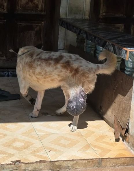 Moo Ka, a rescue dog at Paws of Freedom Foundation