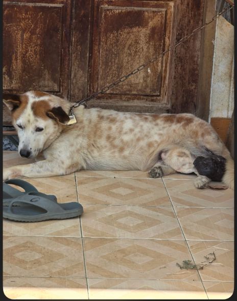 Moo Ka, a rescue dog at Paws of Freedom Foundation