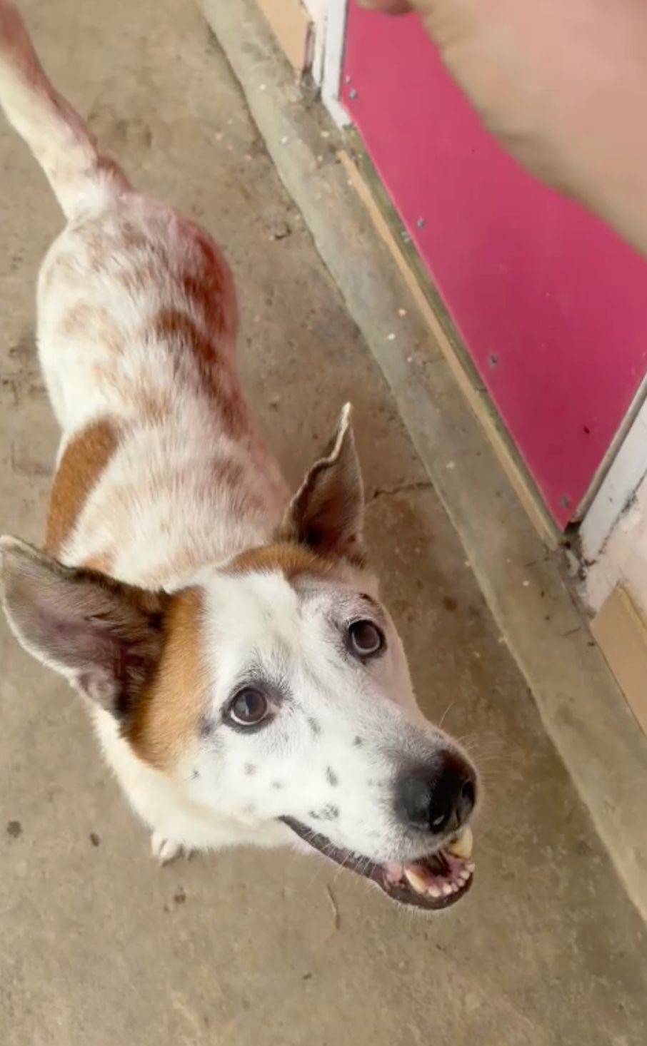 Moo Ka, a rescue dog at Paws of Freedom Foundation