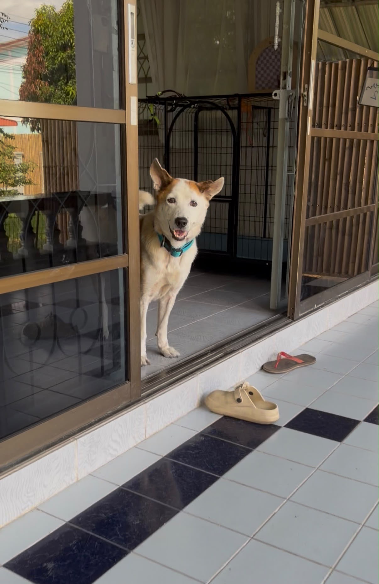 Moo Ka, a rescue dog at Paws of Freedom Foundation