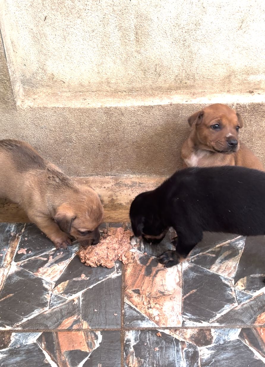Naia & Brandy, a rescue dog at Paws of Freedom Foundation
