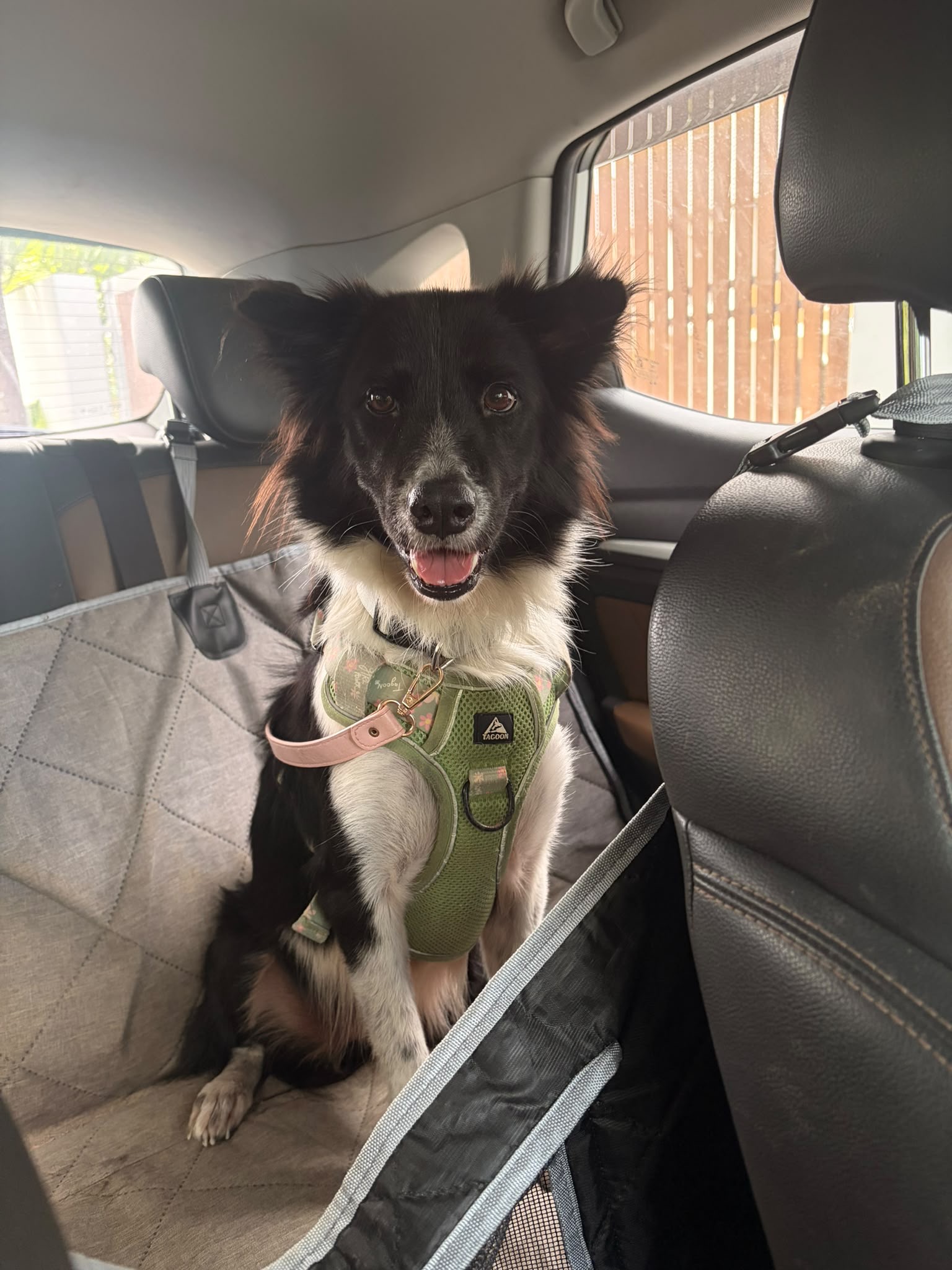 Pixie, a rescue dog at Paws of Freedom Foundation