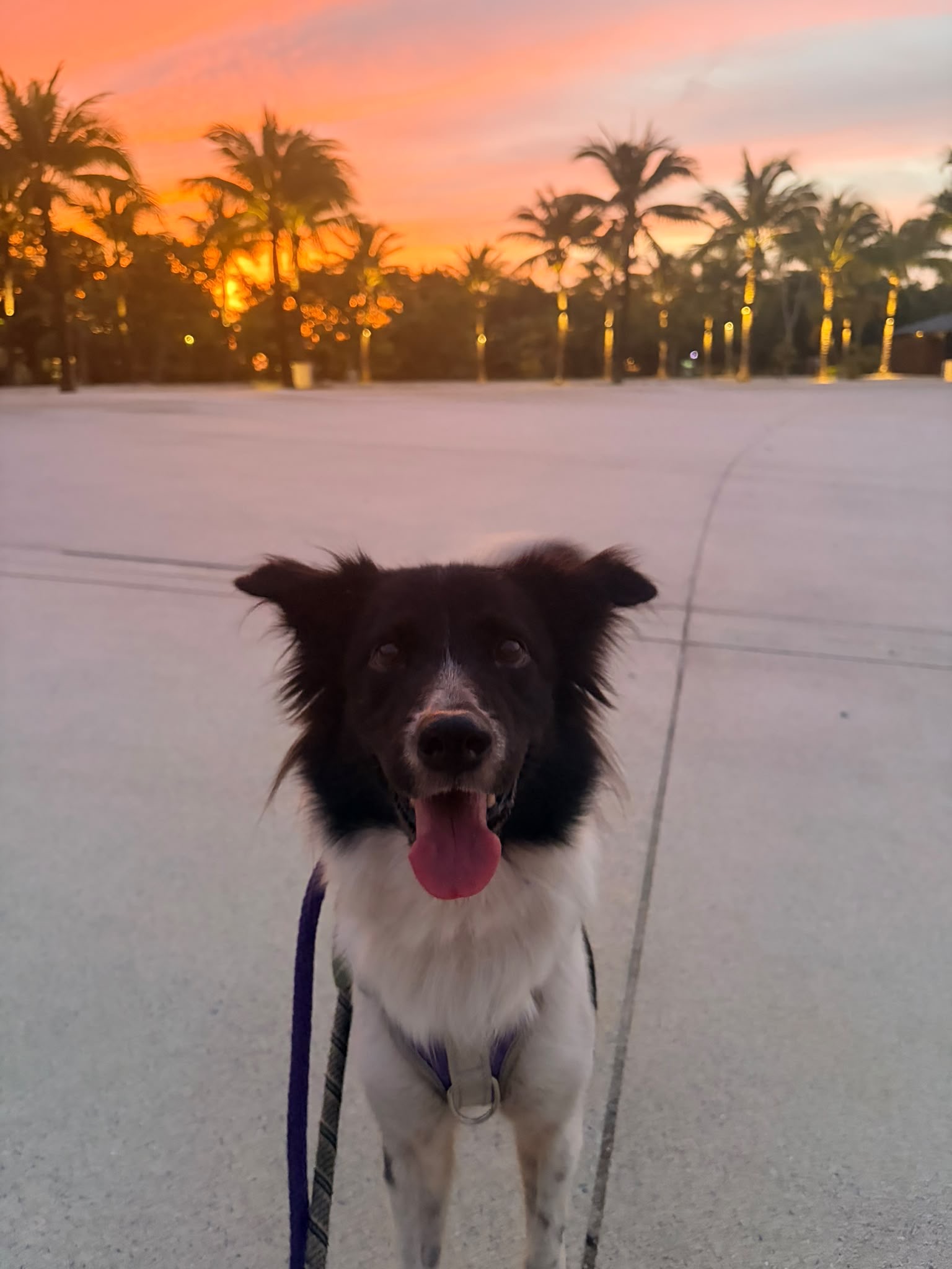 Pixie, a rescue dog at Paws of Freedom Foundation
