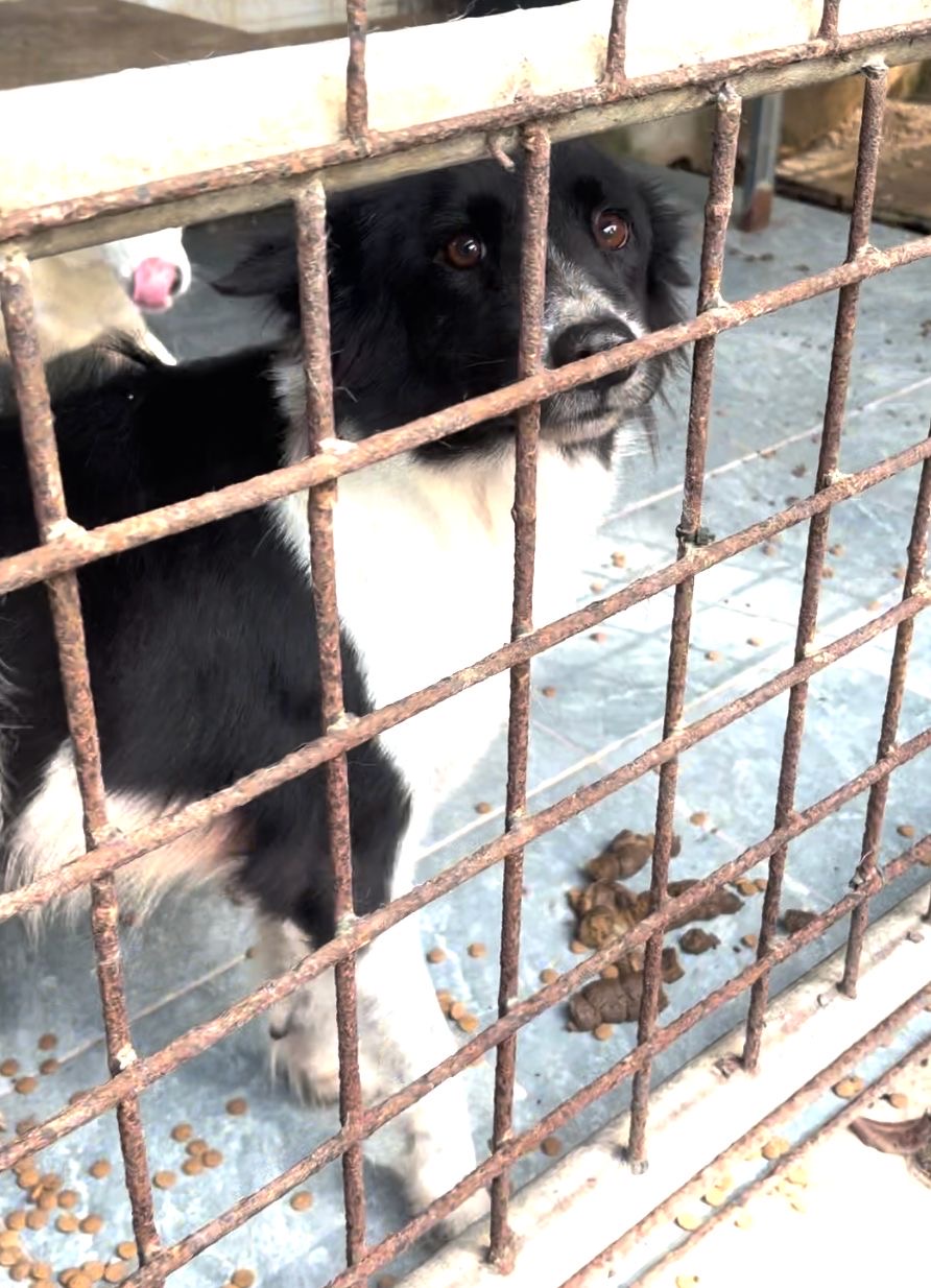 Pixie, a rescue dog at Paws of Freedom Foundation