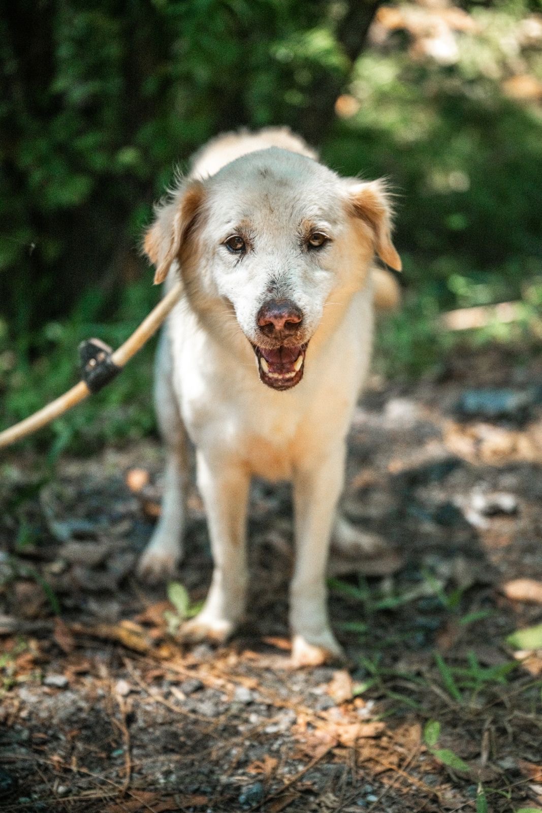 Sunny, a rescue dog at Paws of Freedom Foundation